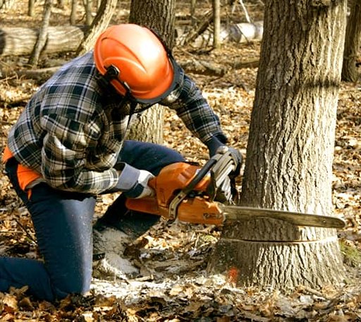 Tree Removal in Iona, MN